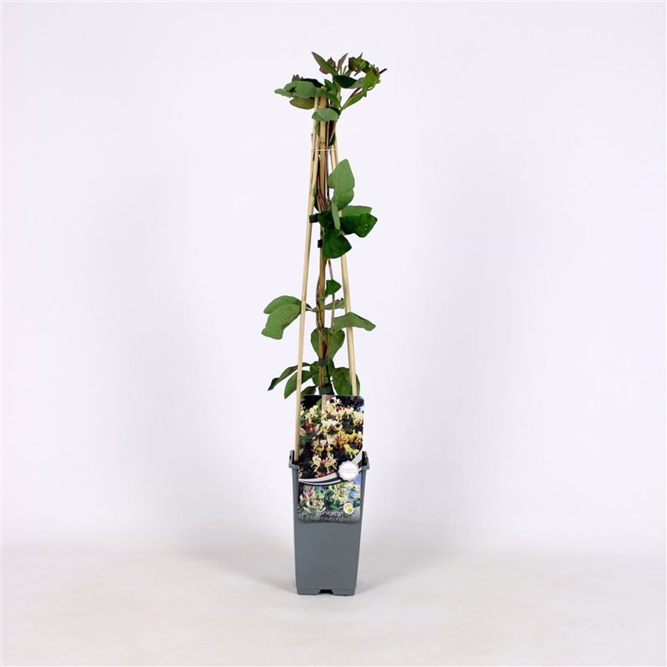 Lonicera capr. 'Inga' - C2 70/+ CM